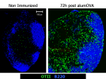 CD4-T-cell-diversification