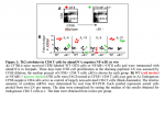 Figure1-NF-kB1